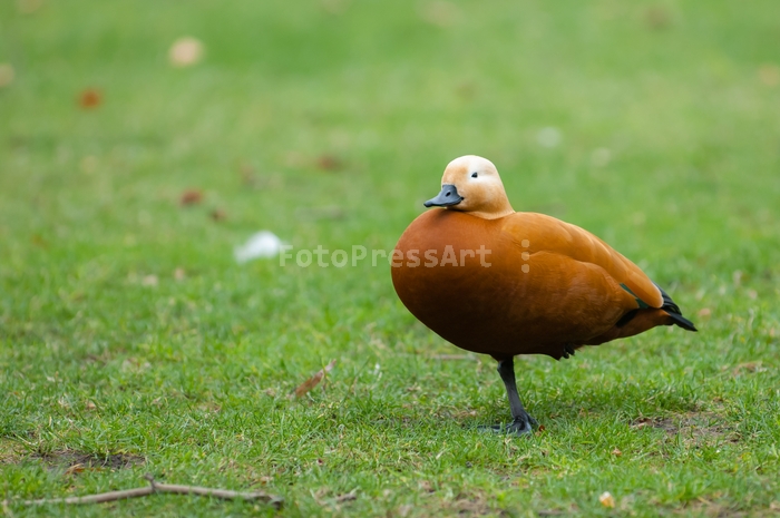 RobGajdaRuddyShelduck20070113171152.JPG