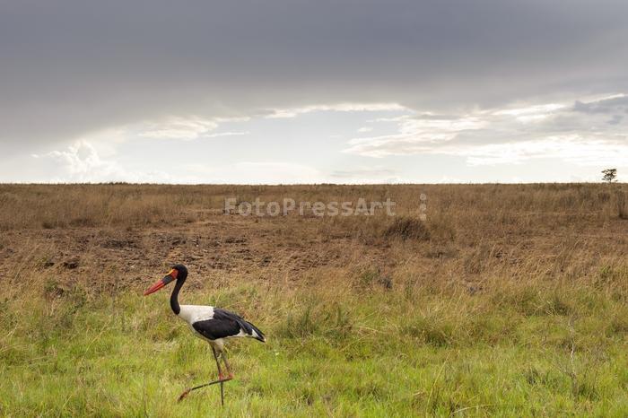 RobGajdaSaddlebilledstork20110923162951.jpg