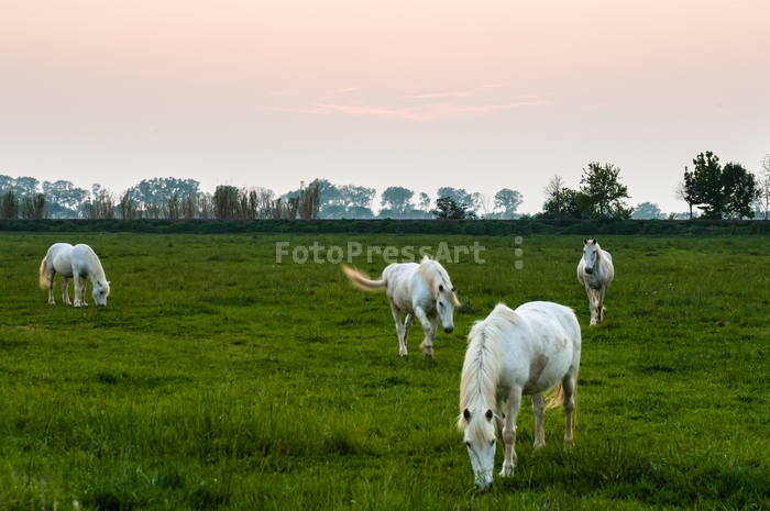 RobGajdaWhiteHorses20070419203433.JPG