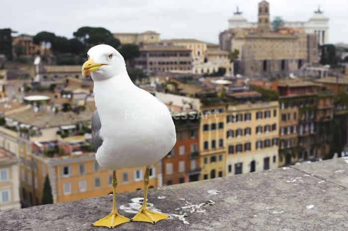 RobGajdaseagullRomaFotoPressArt20180404142029.jpg