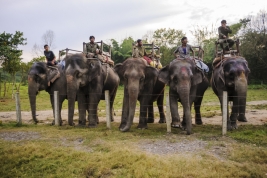 RobGajda_Elephants_carriers20101017141023.jpg