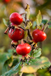 RobGajda_Fruits_of_Rosehip20071020181724.jpg