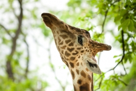 RobGajda_Giraffe_20060527160318.jpg