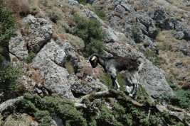 RobGajda_Goat_FotoPressArt_20040811125316.jpg