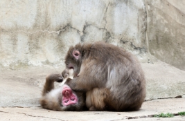 RobGajda_Guinea_baboons_20060527160631.jpg