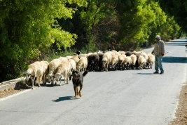 RobGajda_Herd_sheeps_FotoPressArt_20040809162822.jpg