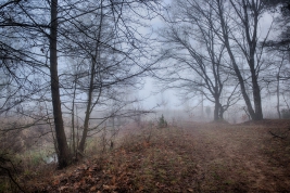 RobGajda_Mist-forest-20191219083043.JPG