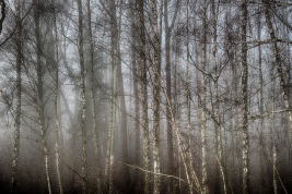 RobGajda_Mist-forest-20191219094758.JPG