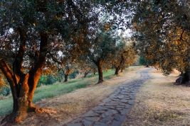 RobGajda_Olive_trees_FotoPressArt_20080724203706.jpg