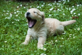 RobGajda_Puppy_Golden_Retriever20070609142316.jpg