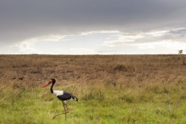 RobGajda_Saddle_billed_stork_20110923162951.jpg