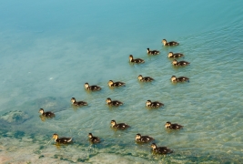 RobGajda_Small_ducks_20070420101237.jpg