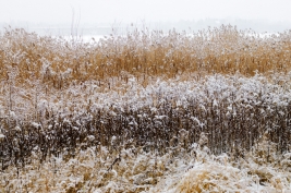 RobGajda_Snow_on_the_reeds20080101135223.jpg