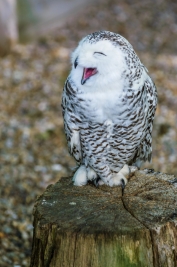 RobGajda_Snow_owl_20070718151314_FotoPressArt.jpg