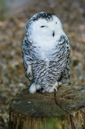 RobGajda_Snow_owl_20070718151331_FotoPressArt.jpg