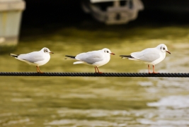 RobGajda_blackheadedgulls20070121165334.JPG