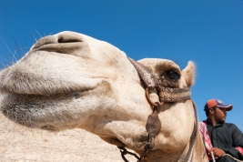 RobGajda_camel20100716080237.jpg