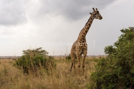 RobGajda_giraffe1.jpg