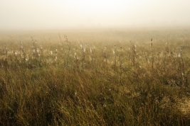 RobGajda_grass_cobwebs_fog_20081015084054.jpg