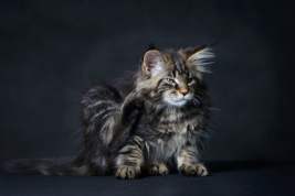 RobGajda_maine_coon20161013143940.jpg