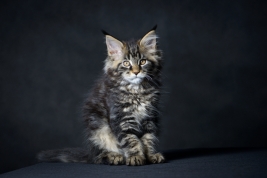 RobGajda_maine_coon20161013144004.jpg