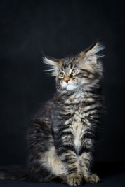 RobGajda_maine_coon20161013144025.jpg