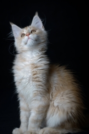 RobGajda_maine_coon20161013144904.jpg