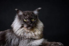 RobGajda_maine_coon20161013145230.jpg