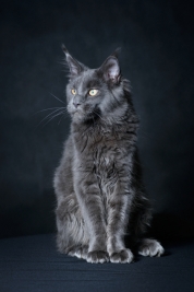 RobGajda_maine_coon20161013150015.jpg