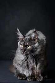 RobGajda_maine_coon20161013150144.jpg