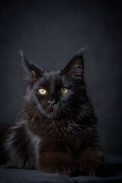 RobGajda_maine_coon20161013150937.jpg