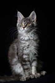 RobGajda_maine_coon20161013153638.jpg