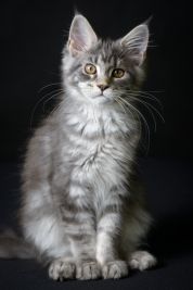 RobGajda_maine_coon20161013153700.jpg