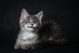 RobGajda_maine_coon20161013153743.jpg