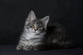 RobGajda_maine_coon20161013153750.jpg