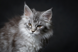 RobGajda_maine_coon20161013154104.jpg