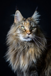 RobGajda_maine_coon20161013161848.jpg