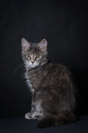 RobGajda_maine_coon20161013162049.jpg