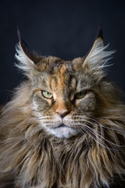 RobGajda_maine_coon20161013162536.jpg