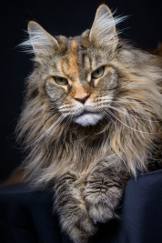 RobGajda_maine_coon20161013163334.jpg