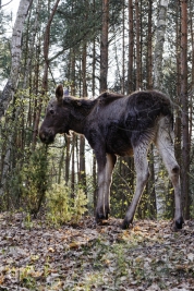 RobGajda_moose_20090413172314.JPG