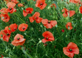 RobGajda_poppies_20060618104746.JPG