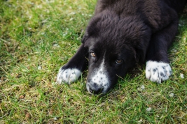 RobGajda_puppy-Robert-Gajda-FotoPressArt-20200310125731.jpg