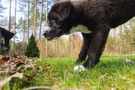 RobGajda_puppy-Robert-Gajda-FotoPressArt-20200310125928.jpg