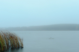 RobGajda_reeds_on_Narew20081103073609.jpg