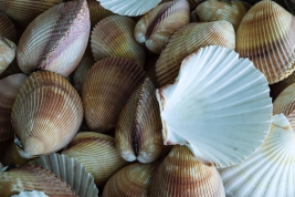 RobGajda_shells_FotoPressArt_20050823090130.jpg