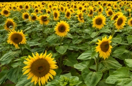 RobGajda_sunflowerfield20070707175825.JPG