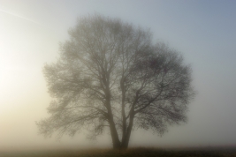 RobGajda_tree_in_fog_20081015083915.jpg