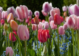 RobGajda_tulips_20060429115423.JPG